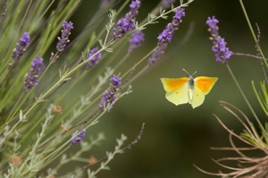 Gul sommerfugl mellem lavendelblomster