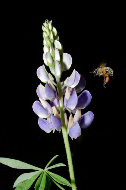 Bi lander på lupin