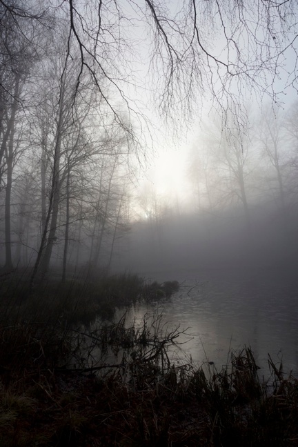 Skovsø i morgendis