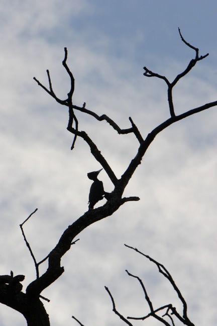Sortspætte i silhouet