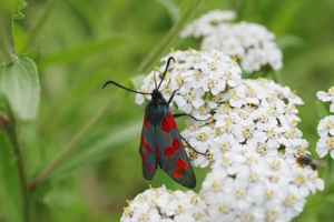 Rødplettet sværmer på blomst
